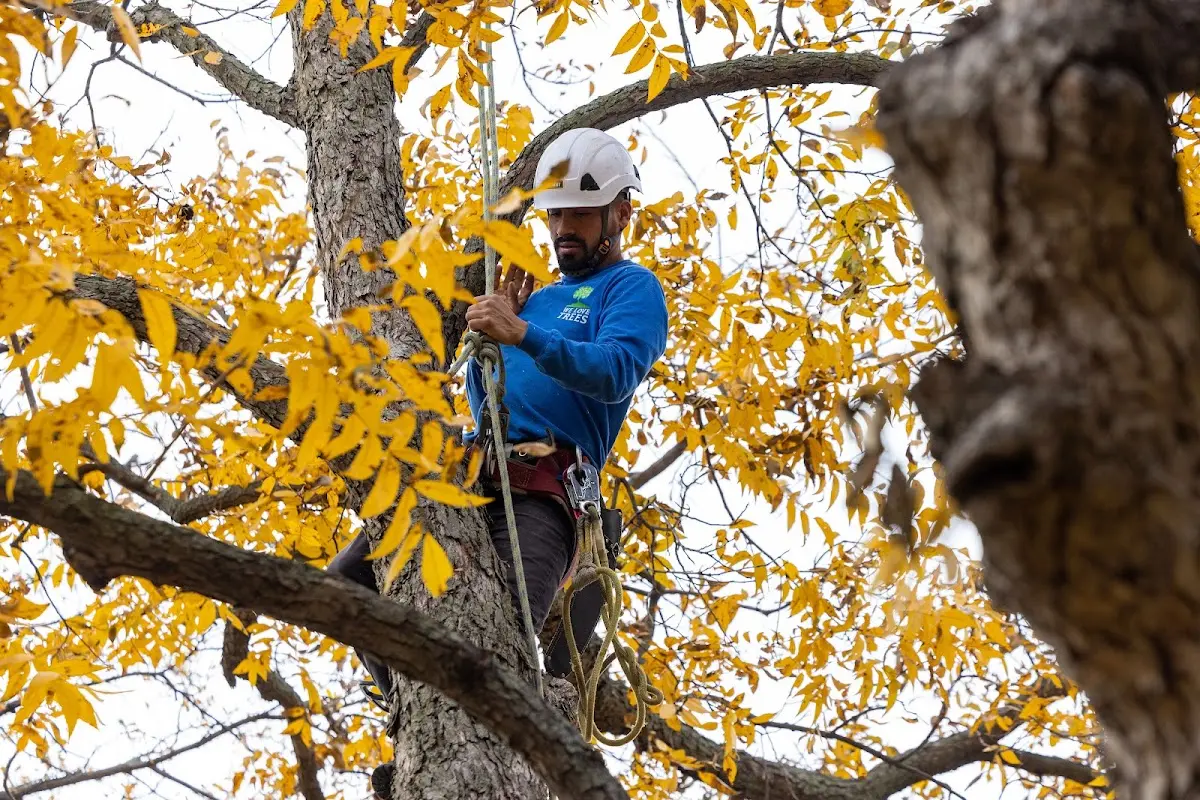 Skilled Tree Transplanting crew working in Sykeston
